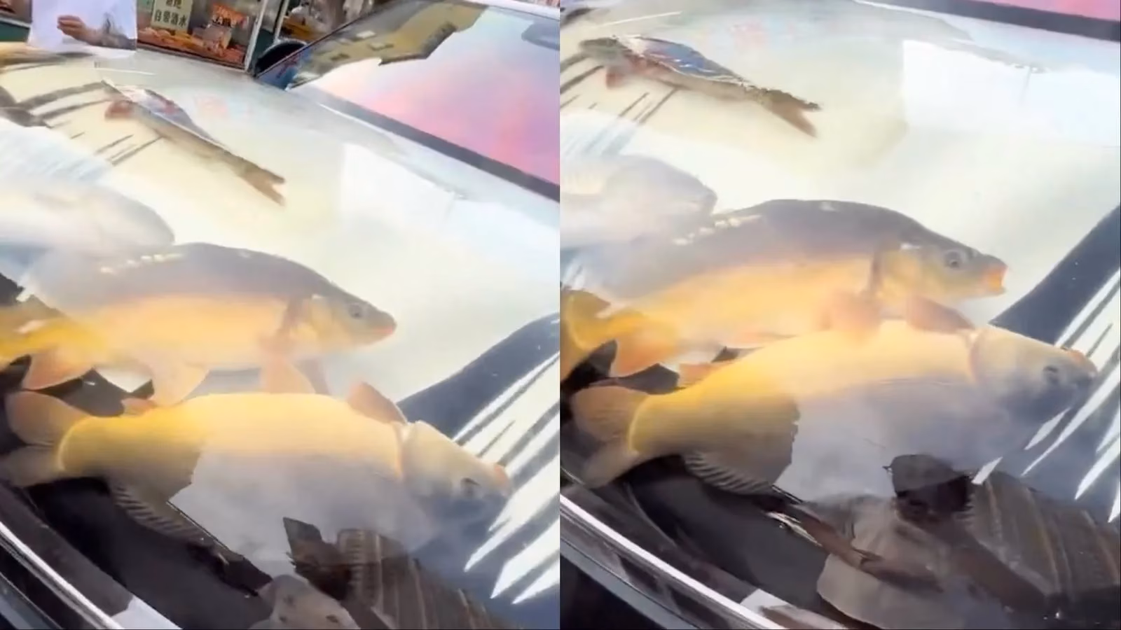 that-time-a-li-auto-l9-became-a-fish-tank-image-0