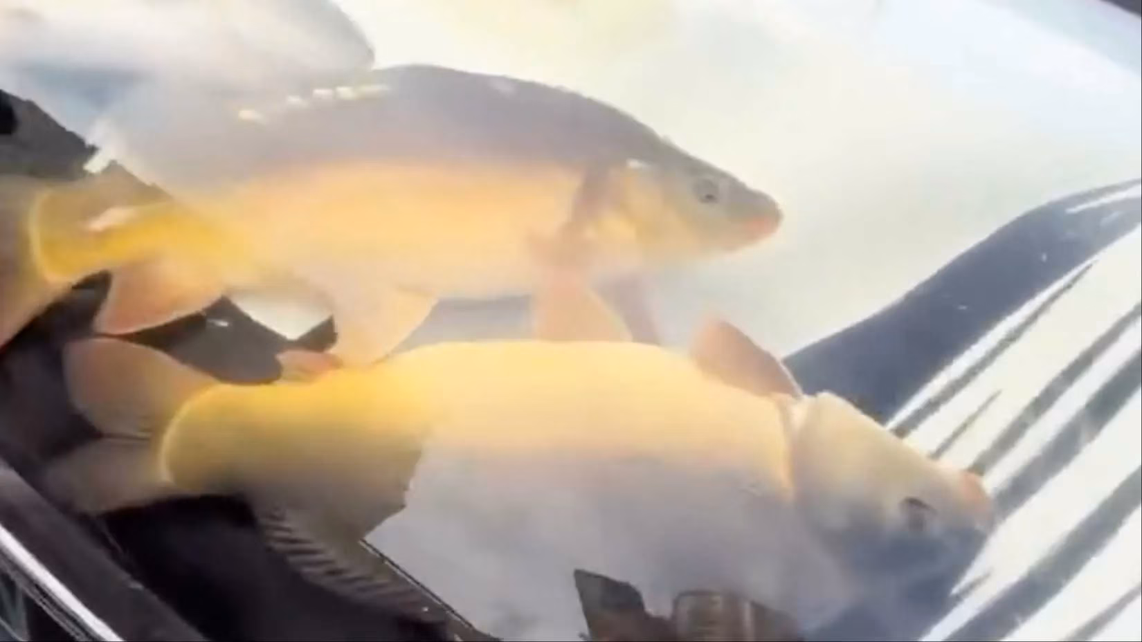 that-time-a-li-auto-l9-became-a-fish-tank-image-1